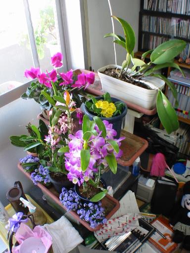 ����Ȋ�������