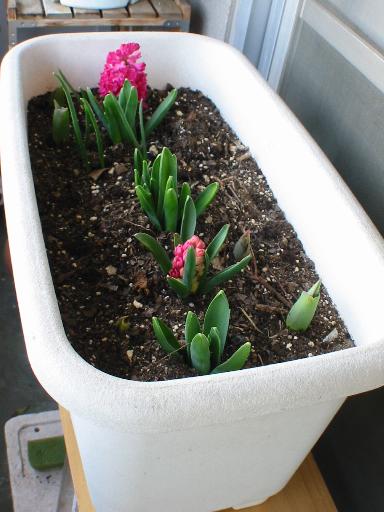 ���悢��ł�