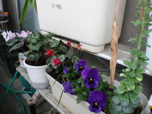 �v���̂ق��D���ł��B