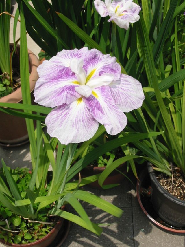 ���m�ԁi�[�x�m�j